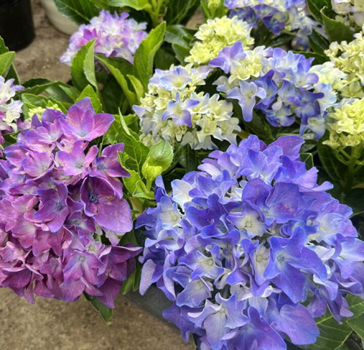 楽天市場 屋外管理苗 花終わり アジサイ 紫陽花 あじさい アマランス ブルー パープル 3 5号苗 22年入荷株 千草園芸