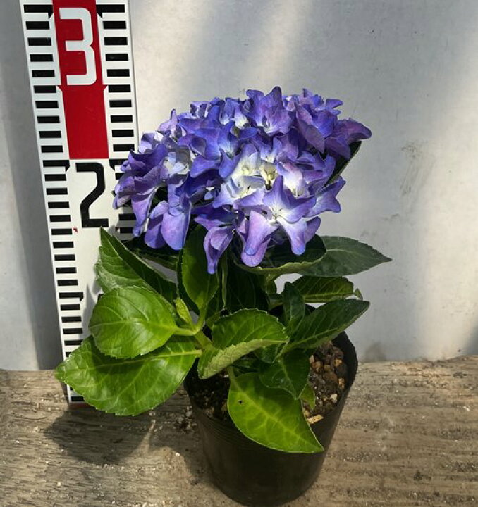 楽天市場 屋外管理苗 花終わり アジサイ 紫陽花 あじさい アマランス ブルー パープル 3 5号苗 22年入荷株 千草園芸