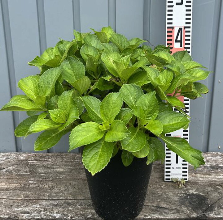 楽天市場 屋外管理苗 花終わり アジサイ 紫陽花 あじさい 雨のち晴れ アメノチハレ 6号セラアート鉢苗 千草園芸