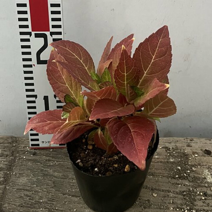 楽天市場 開花見込み株 屋外管理苗 アジサイ 紫陽花 あじさい ミスサオリ 4号苗 ユーミーシリーズ E11 千草園芸