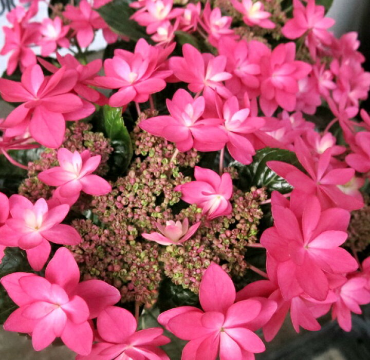 楽天市場 花終わり アジサイ ダンスパーティー ハッピー ピンク 4ポット苗 21年入荷株 千草園芸