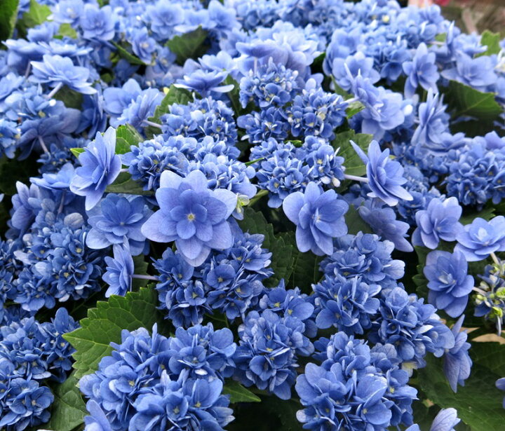楽天市場 花終わり アジサイ 紫陽花 あじさい 卑弥呼 ヒミコ 6号苗 21年入荷株 千草園芸