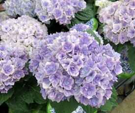【屋外管理苗・花終わり】アジサイ（紫陽花・あじさい）プリンセスシャーロット　4号苗（g03）