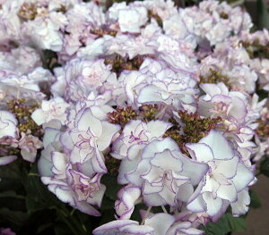あじさい 種 植木 盆栽の人気商品 通販 価格比較 価格 Com