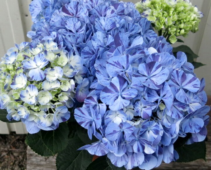 直営限定アウトレット アジサイ 紫陽花 あじさい 雪姫の恋 ユキヒメノコイ 6号苗 F08 Fucoa Cl