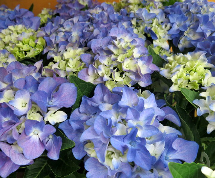楽天市場 花終わり アジサイ 紫陽花 あじさい アマランスプチ 4号苗 B18 19年入荷株 千草園芸