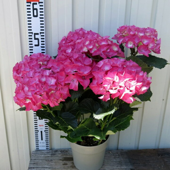 楽天市場 花傷み アジサイ 紫陽花 あじさい シティーライン パリ 5号鉢植え 22年入荷株 千草園芸