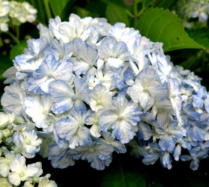 楽天市場 花咲き過ぎ アジサイ 紫陽花 あじさい 有松 アリマツ 5号鉢 21年入荷株 千草園芸