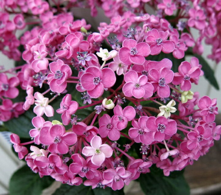 楽天市場 早期予約品 アジサイ 紫陽花 あじさい 華あられ 5号 発送日でお選びください 千草園芸