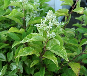 �y���i/F113�z�����m���E�c�M�@���}�A�W�T�C�@�ቻ�ρi���L�Q�V���E�j �劔�@������1.2m