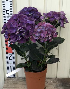 苗 母の日 アジサイ 生花の人気商品 通販 価格比較 価格 Com