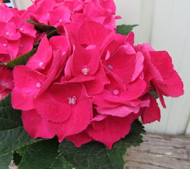 楽天市場 紫陽花 赤色の通販