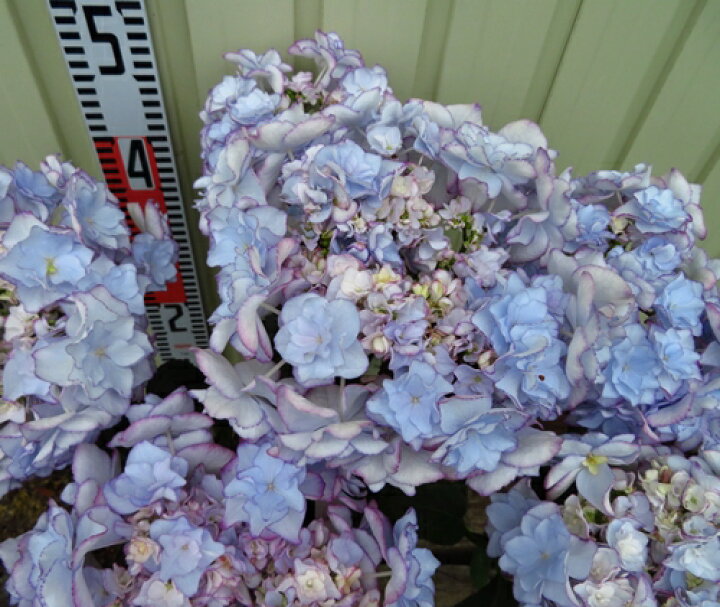 楽天市場 早期予約品 アジサイ 紫陽花 あじさい ケイコ ブルー 5号鉢 発送日でお選びください 千草園芸