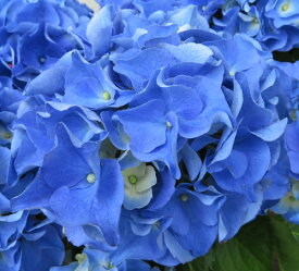 楽天市場 鉢花 種類 植物 アジサイ サクラ 花 観葉植物 花 ガーデン Diy の通販