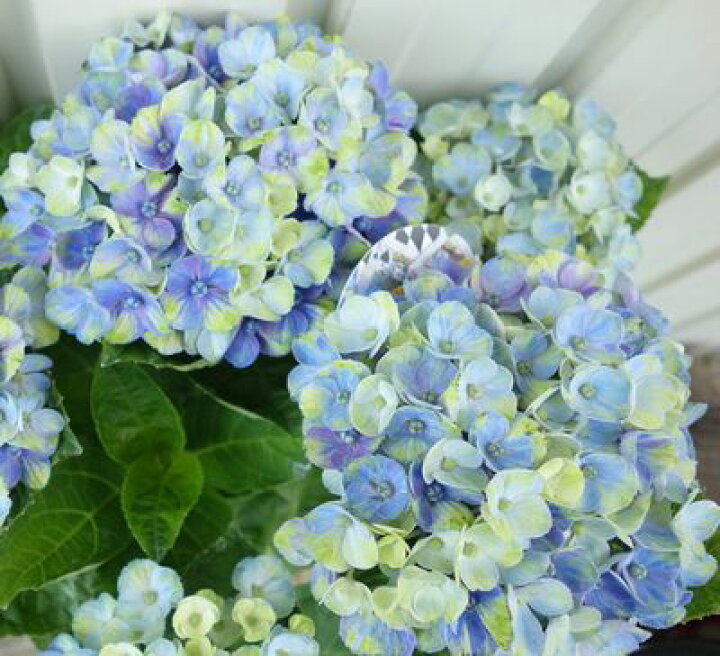 楽天市場 現品発送 屋外管理苗 花なし アジサイ 紫陽花 あじさい マジカルコーラル 5号苗 610 C16 3 千草園芸
