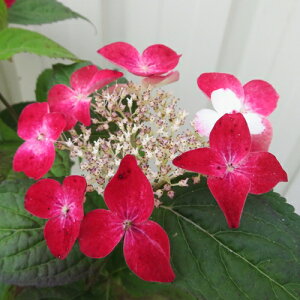 yOǗcz}AWTCc@giNiCj3.5c()