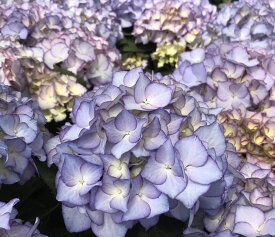 楽天市場 紫陽花 苗の通販 楽天市場 紫陽花 苗の通販