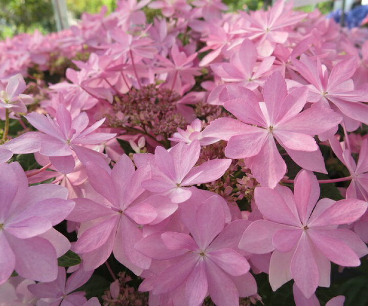 楽天市場 花咲き過ぎ アジサイ ダンスパーティー ピンク パープル 4号苗 21年入荷株 千草園芸