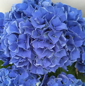 7日入荷予定【開花株】アジサイ（紫陽花・あじさい） ブルーアース　5号鉢植え【24年入荷株】