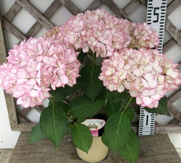 楽天市場 花咲き過ぎ 秋色 アジサイ 紫陽花 あじさい 未来 ミライ 5号苗 22年入荷株 千草園芸