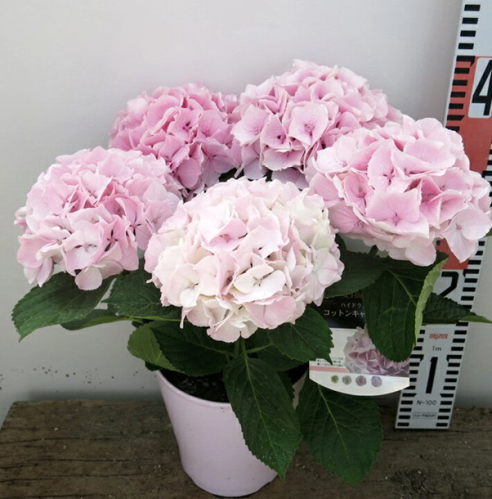 楽天市場 開花株 アジサイ 紫陽花 あじさい コットンキャンディー 5号鉢植え 22年入荷株 千草園芸 楽天市場 開花株 アジサイ 紫陽花 あじさい コットンキャンディー 5号鉢植え 22年入荷株 千草園芸