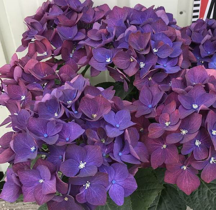 楽天市場 屋外管理苗 アジサイ 紫陽花 あじさい ディープパープル 4号ポット苗 J02 千草園芸