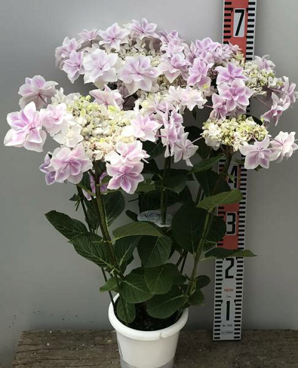 紫陽花 銀河 正規品紫陽花 正規品 銀河