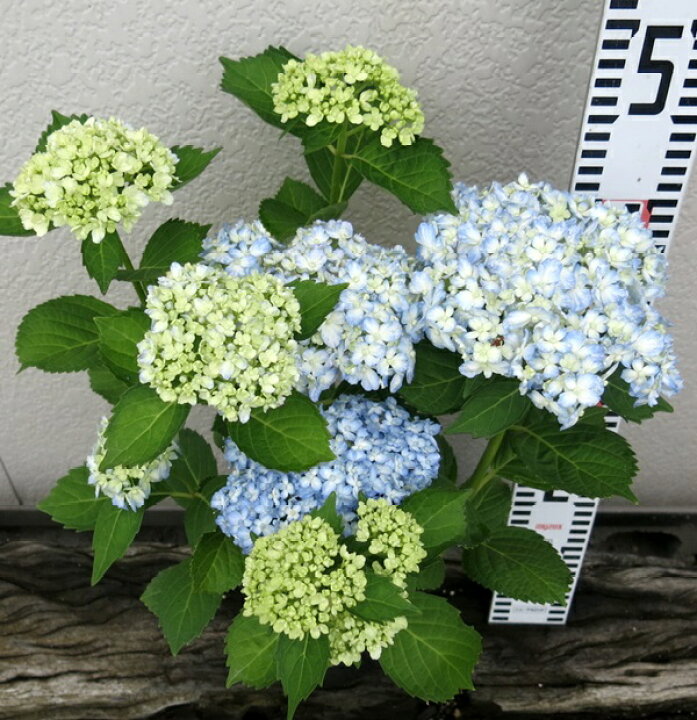 楽天市場 花終わり アジサイ 紫陽花 あじさい 有松 アリマツ 6号苗 21年入荷株 千草園芸