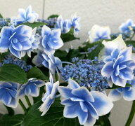 【開花株】アジサイ（紫陽花・あじさい）　コンペイトウ　5号鉢植え【26年入荷株】
