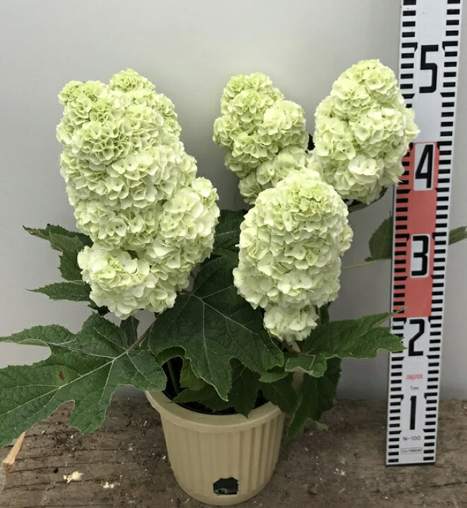 楽天市場 秋色 花傷み カシワバアジサイ ハーモニー 5 5号苗 5輪咲き 22年入荷株 千草園芸