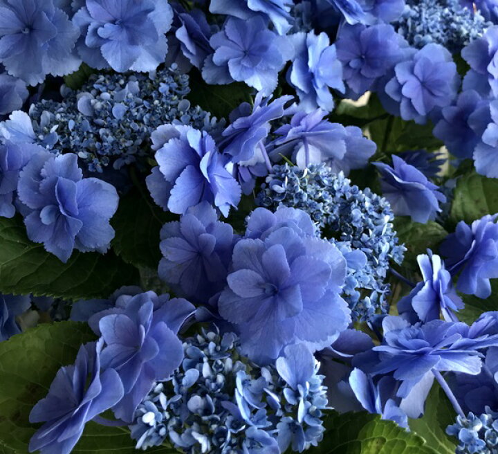 楽天市場 現品発送 屋外管理苗 花芽付き アジサイ 紫陽花 あじさい おはよう 8号大苗 路地植えに最適 J3 01 千草園芸