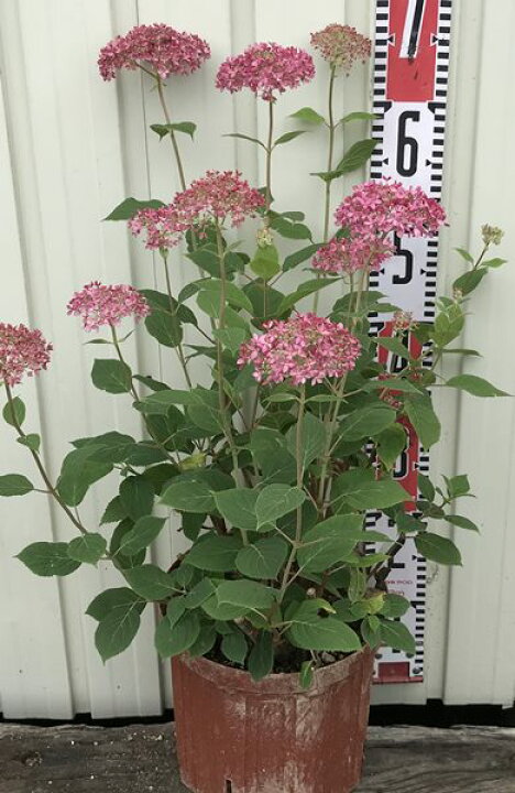 楽天市場 アジサイ 紫陽花 あじさい ピンクアナベル ７号 大株 千草園芸