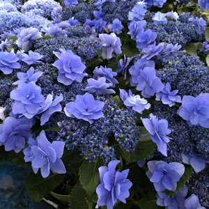 額 アジサイ 植木 盆栽の人気商品 通販 価格比較 価格 Com 額 アジサイ 植木 盆栽の人気商品 通販 価格比較 価格 Com