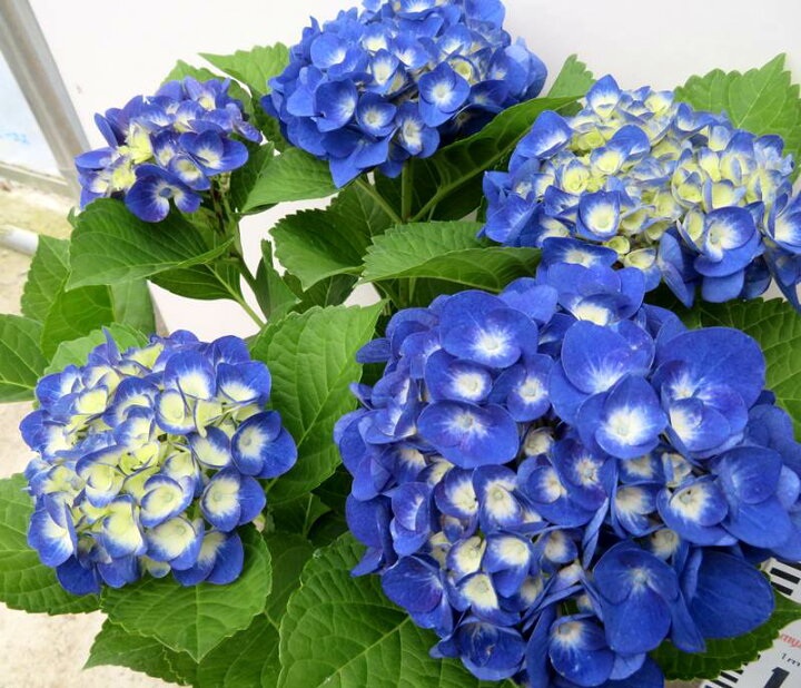 楽天市場】アジサイ（紫陽花・あじさい）玉アジサイ濃いブルー 5号苗 