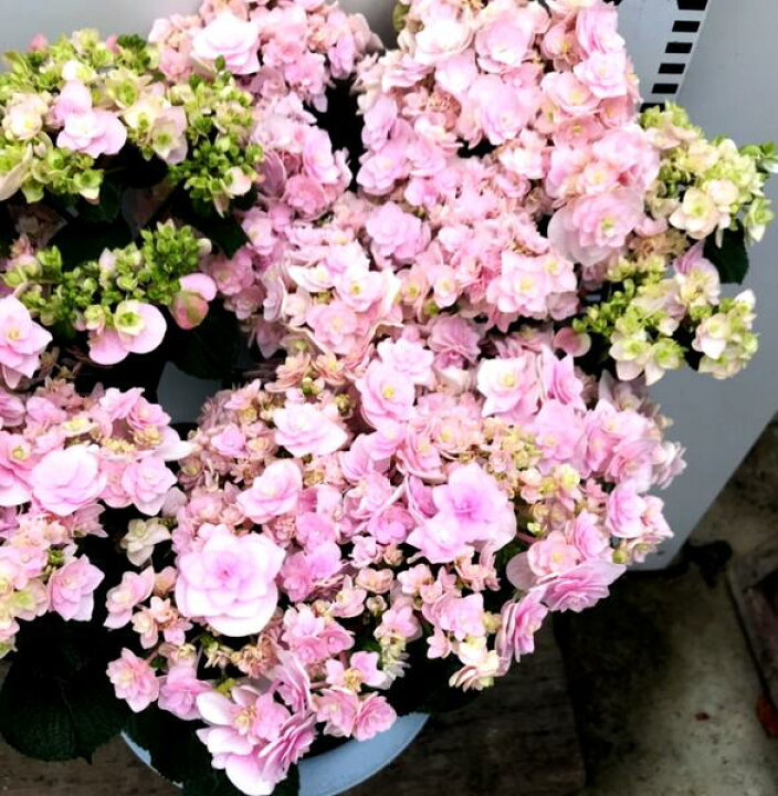 楽天市場】アジサイ（紫陽花・あじさい） アナタヘノサプライズ 8号 