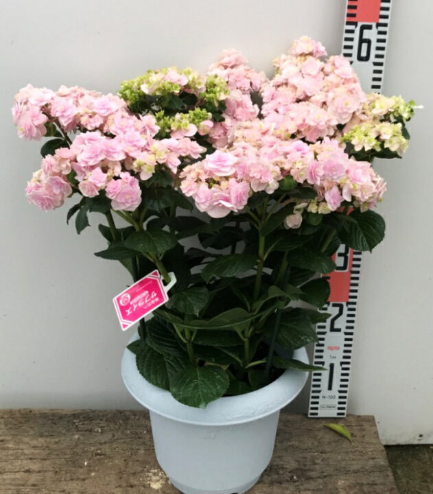 楽天市場】アジサイ（紫陽花・あじさい） アナタヘノサプライズ 8号 