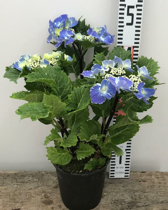 楽天市場 早期予約品 黒軸アジサイ 紫陽花 あじさい スターリットスカイ 絢 アヤ 5号苗 発送日でお選びください 千草園芸