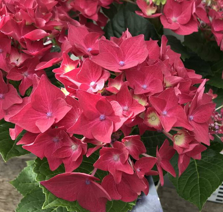 楽天市場 屋外管理苗 アジサイ 紫陽花 あじさい ディープレッド 3 5号苗 J02 千草園芸