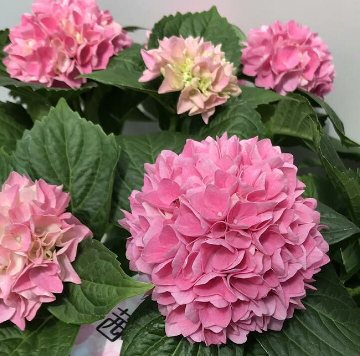 楽天市場 花終わり アジサイ 紫陽花 あじさい 茜雲 アカネグモ ピンク 6号セラアート鉢植え 21年入荷株 千草園芸 楽天市場 花終わり アジサイ 紫陽花 あじさい 茜雲 アカネグモ ピンク 6号セラアート鉢植え 21年入荷株 千草園芸