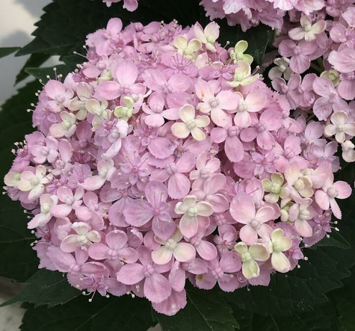 楽天市場 花終わり アジサイ 紫陽花 あじさい 有松 アリマツ ピンク 5号苗 19年入荷株 千草園芸 楽天市場 花終わり アジサイ 紫陽花 あじさい 有松 アリマツ ピンク 5号苗 19年入荷株 千草園芸