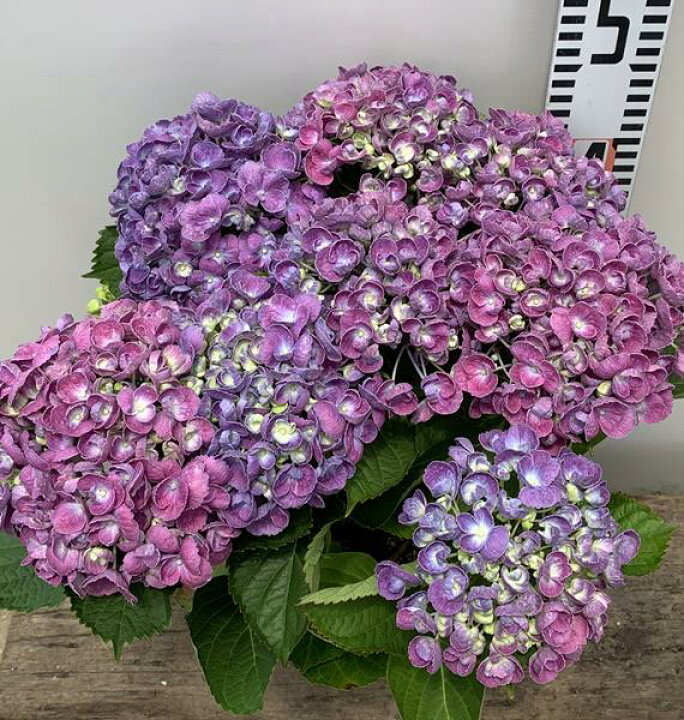 楽天市場 花咲き進み アジサイ 紫陽花 あじさい ポップコーン グラデーションパープル 5号苗 19年入荷株 千草園芸