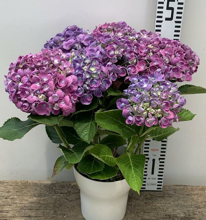 楽天市場 花咲き進み アジサイ 紫陽花 あじさい ポップコーン グラデーションパープル 5号苗 19年入荷株 千草園芸