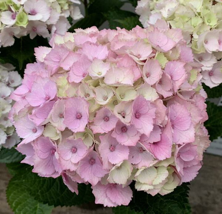 楽天市場】【屋外管理苗】アジサイ（紫陽花・あじさい） ピンク 