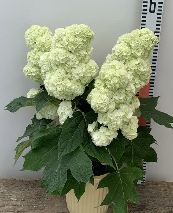 カシワバアジサイ ハーモニー 7号鉢植え 大株