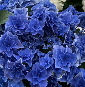 yԏIzAWTCizԁEj[C̐FiVJCmCj4c