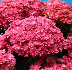 楽天市場 紫陽花 赤色の通販