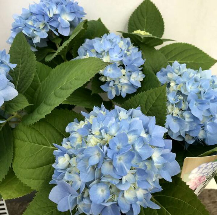 楽天市場 開花株 アジサイ 紫陽花 あじさい 霧島の恵 ブルー 5号苗 22年入荷株 千草園芸