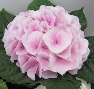 【開花株】アジサイ（紫陽花、あじさい）　コットンキャンディー（シルクサファイア）※花色薄め　4号鉢…