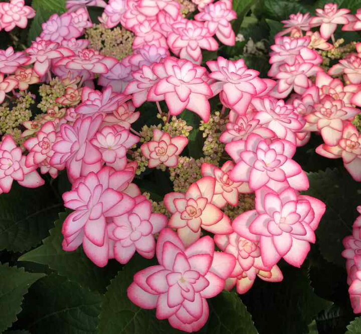 楽天市場 屋外管理苗 花終わり アジサイ ひな祭り ヒナマツリ 7号苗 Z00 1 千草園芸