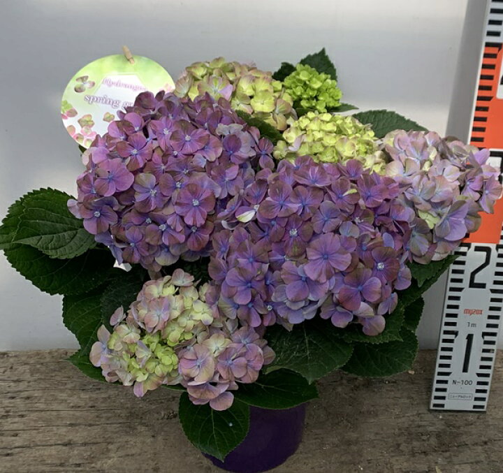 楽天市場 開花株 アジサイ 紫陽花 あじさい スプリンググリーン 5号苗 年入荷株 H 千草園芸 楽天市場 開花株 アジサイ 紫陽花 あじさい スプリンググリーン 5号苗 年入荷株 H 千草園芸